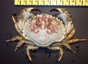 &copy;  Thijs de Boer