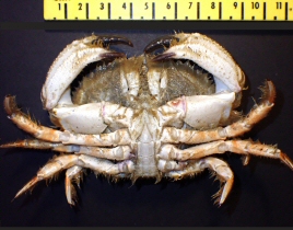 &copy;  Thijs de Boer