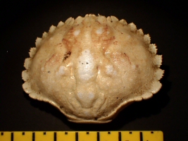 &copy;  Thijs de Boer